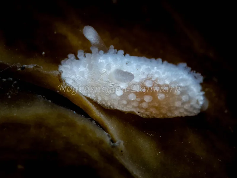 Onchidoris muricata - Søbadet - Foto: Ole Dreyer