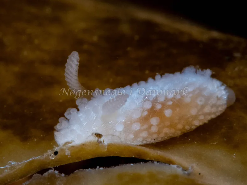 Onchidoris muricata - Søbadet - Foto: Ole Dreyer