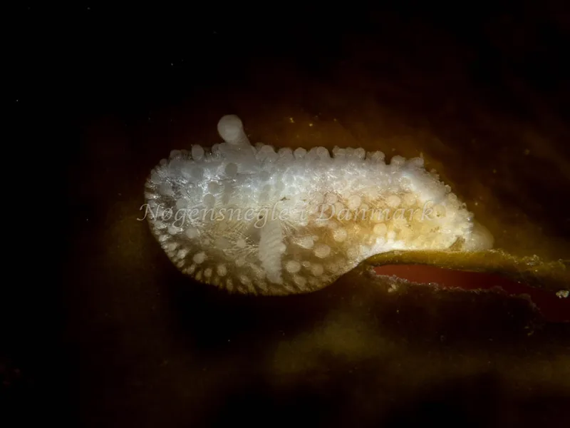 Onchidoris muricata - Søbadet - Foto: Ole Dreyer