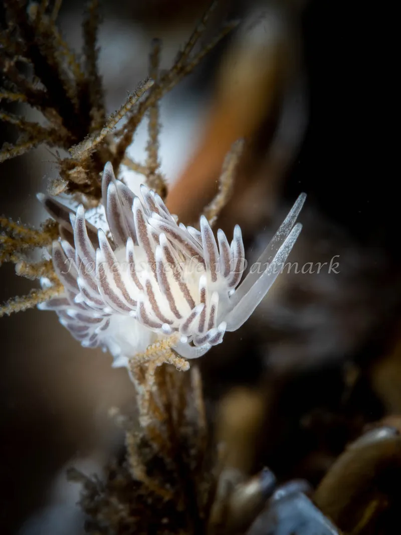 Cuthonella concinna - Søbadet - Foto: Ole Dreyer