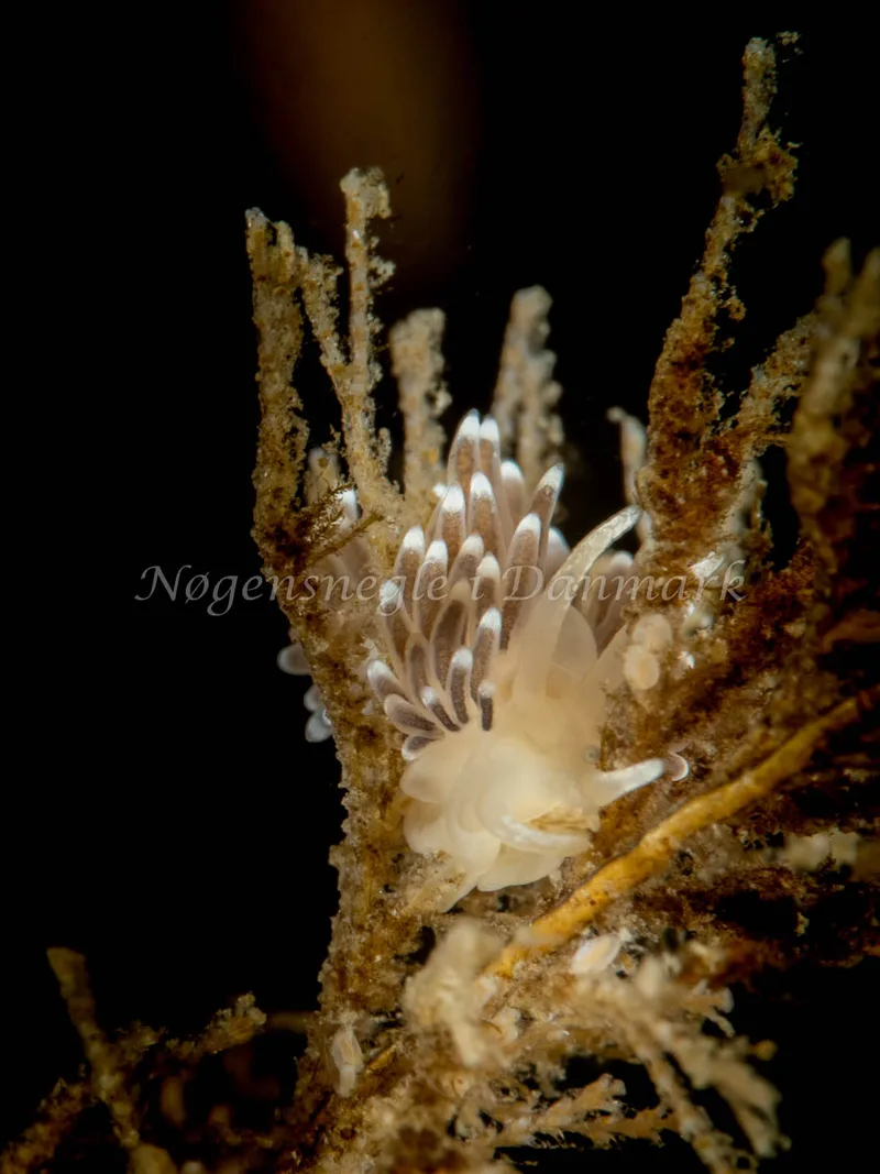 Cuthonella concinna - Ammoniakhavnen - Foto: Ole Dreyer