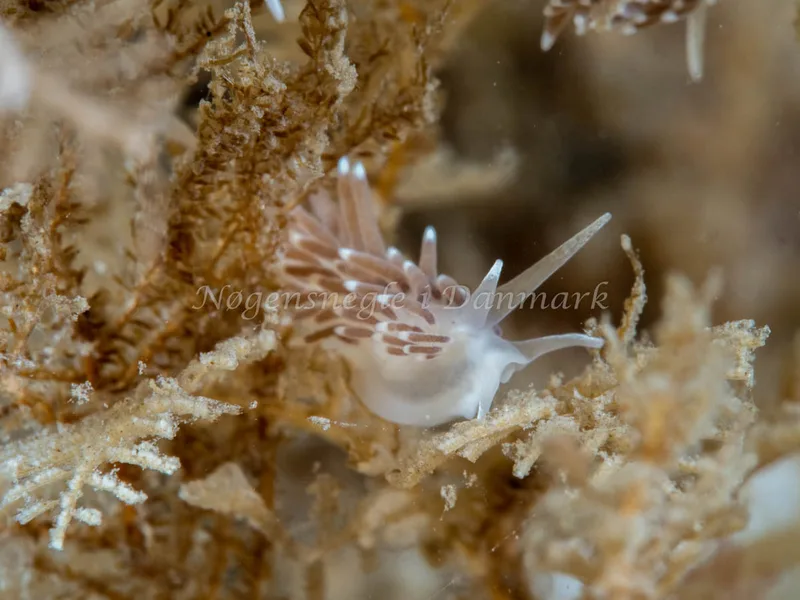 Cuthonella concinna - Ammoniakhavnen - Foto: Ole Dreyer