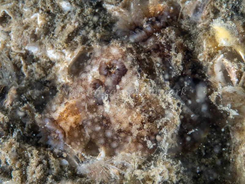 Onchidoris bilamellata - Trykkerdammen - Foto: Ole Dreyer