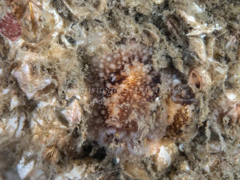 Onchidoris bilamellata - Trykkerdammen - Foto: Ole Dreyer