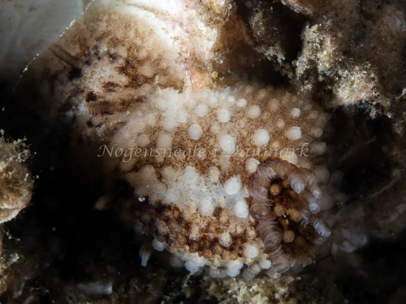 Onchidoris bilamellata - Trykkerdammen - Foto: Ole Dreyer