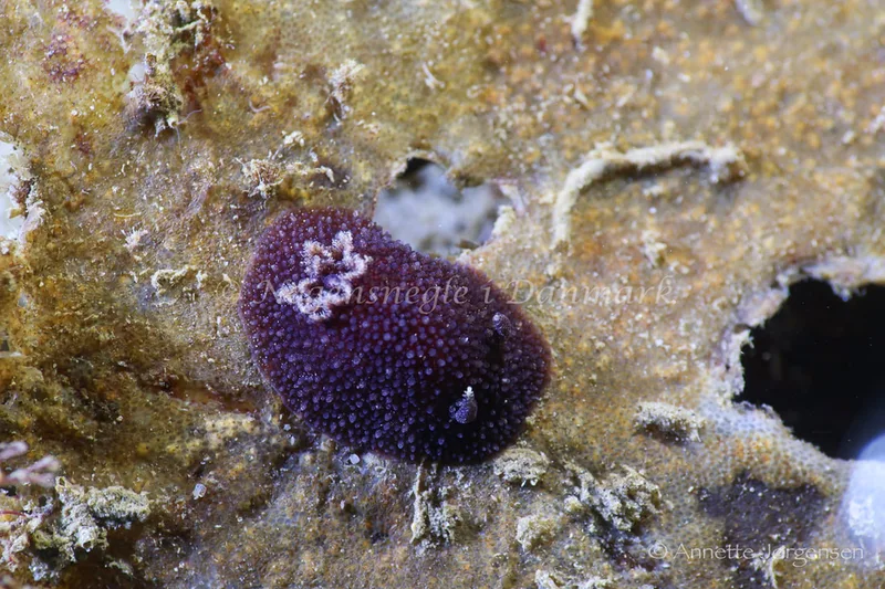 Acanthodoris pilosa - Ammoniakhavnen - Foto: Annette Jørgensen