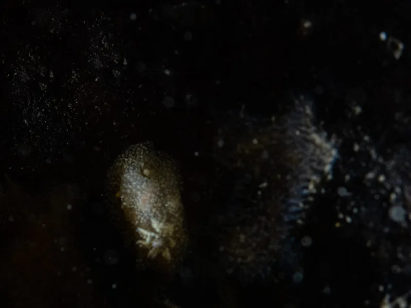 Acanthodoris pilosa - Ammoniakhavnen - Foto: Michael Christensen
