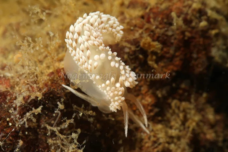 Coryphella verrucosa - Lyngsbo Strand - Foto: AnneKatrine Frederiksen