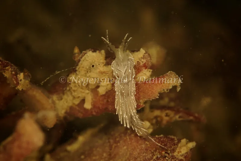 Favorinus blianus - Stenrev ved Løkken - Foto: Ib Sørensen