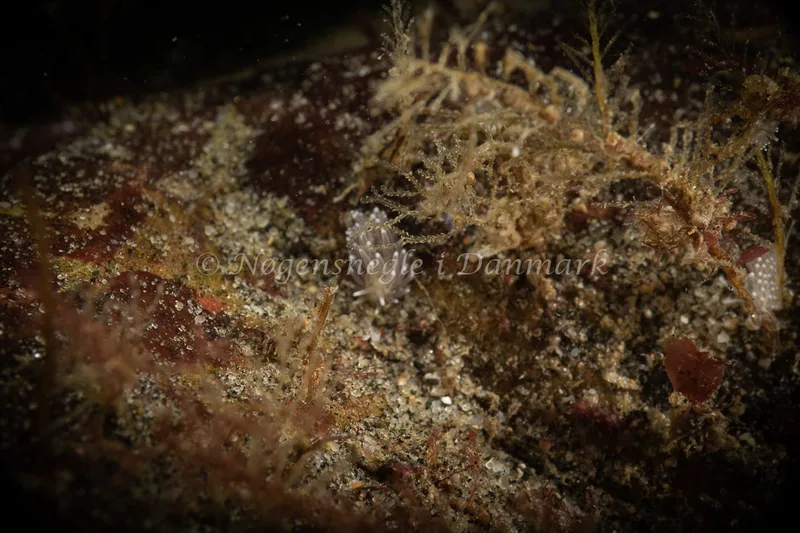 Cuthonella concinna - Ammoniakhavnen - Foto: Søren Skov Nielsen