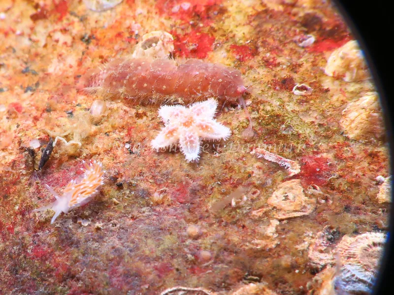 Coryphella verrucosa rufibranchialis - Lyngsbo Strand - Foto: HP Ølgaard