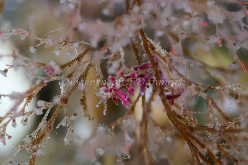 Eubranchus rupium - Snoghøj - Foto: Annette Jørgensen