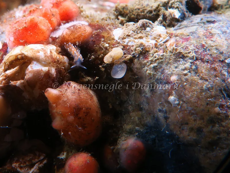 Coryphella verrucosa rufibranchialis - Lyngsbo Strand - Foto: HP Ølgaard