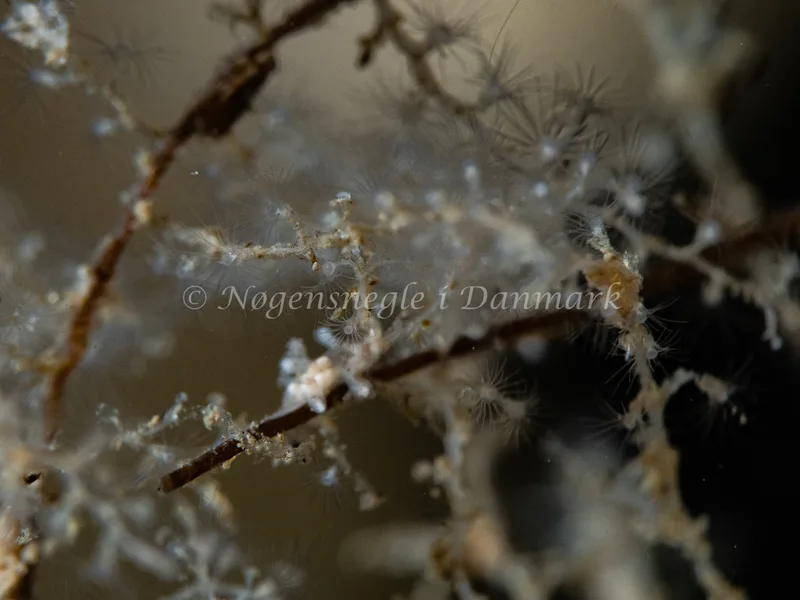 Eubranchus rupium - Ammoniakhavnen - Foto: Michael Christensen