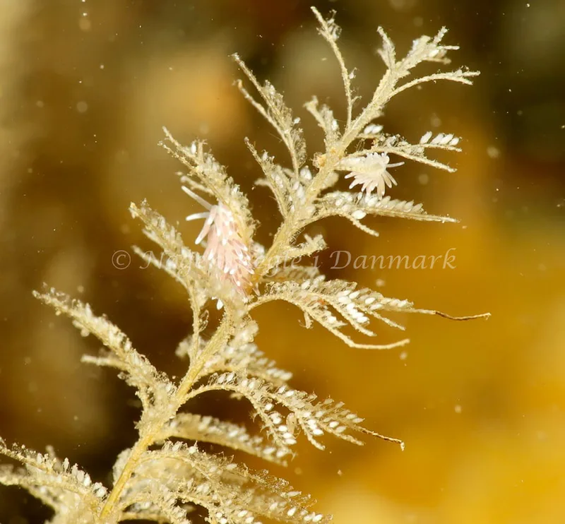 Cuthonella concinna - Ammoniakhavnen - Foto: Søren Skov Nielsen