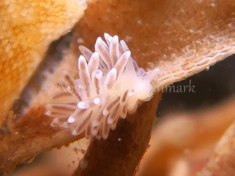 Cuthonella concinna - Søbadet Stenrev - Foto: HP Ølgaard