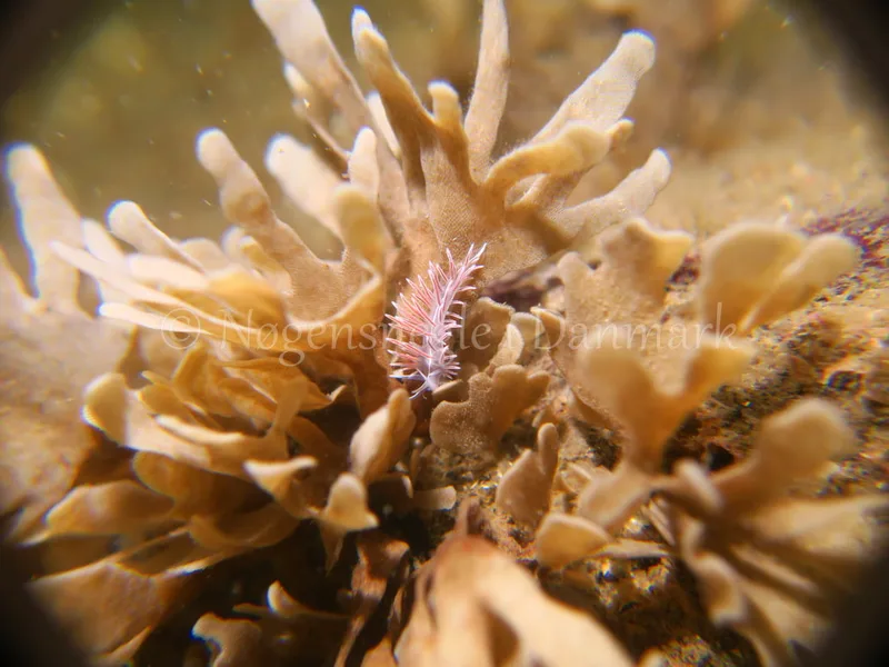 Fjordia lineata - Søbadet Stenrev - Foto: HP Ølgaard