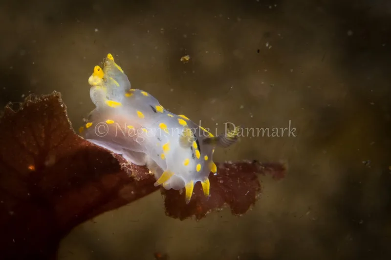 Polycera quadrilineata - Ammoniakhavnen - Foto: Michael Christensen