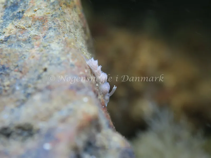 Favorinus branchialis - Lyngsbo Strand - Foto: HP Ølgaard