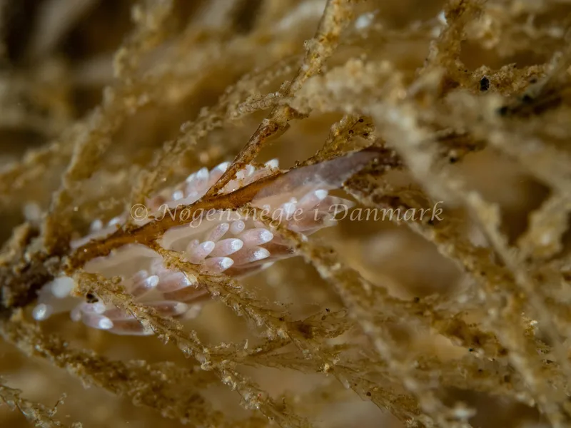 Cuthonella concinna - Ammoniakhavnen - Foto: Michael Christensen