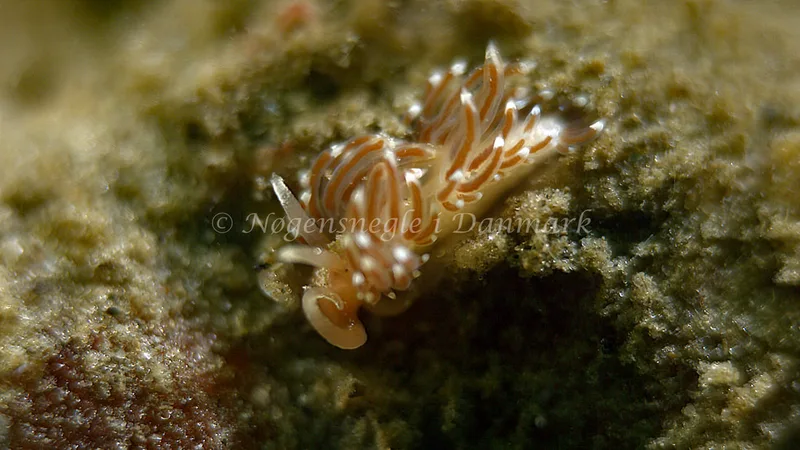 Facelina cf. bostoniensis - Trykkerdammen - Foto: Thomas Blume