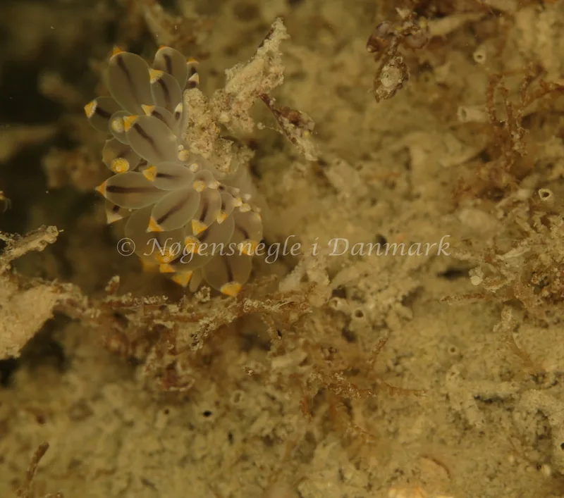Eubranchus tricolor - Stenrev ved Løkken - Foto: Ib Sørensen