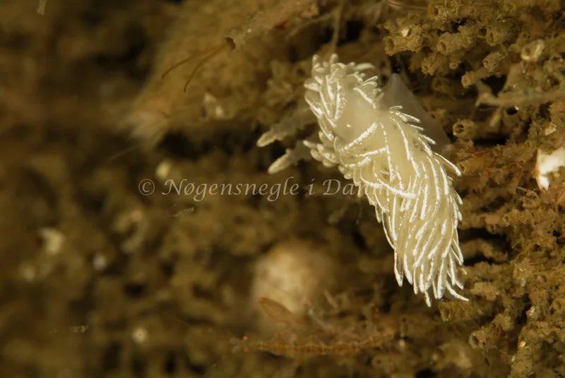 Favorinus blianus - Rødspættedamperen - Foto: Ib Sørensen