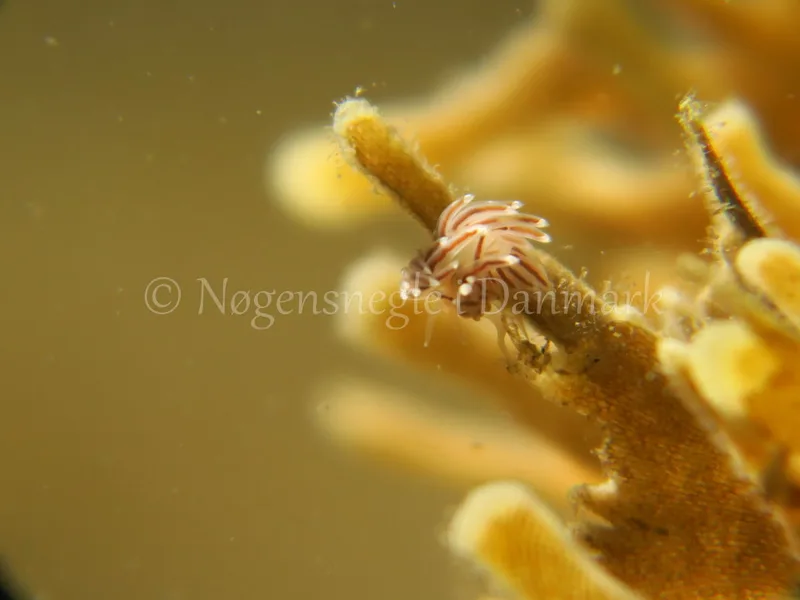 Facelina cf. bostoniensis - Søbadet Stenrev, Lillebælt - Foto: HP Ølgaard