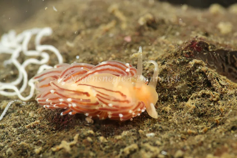 Facelina bostoniensis - Lyngsbo Strand - Foto: Søren Skov Nielsen