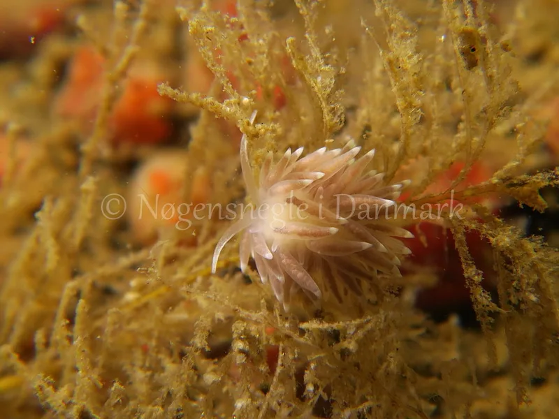 Cuthonella concinna - Ammoniakhavnen, Lillebælt - Foto: HP Ølgaard