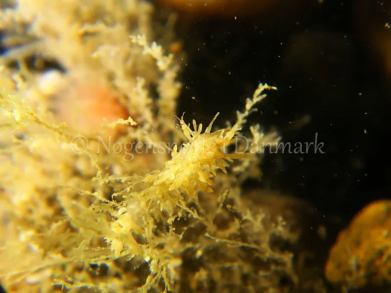 Eubranchus rupium - Søbadet Stenrev, Lillebælt - Foto: HP Ølgaard