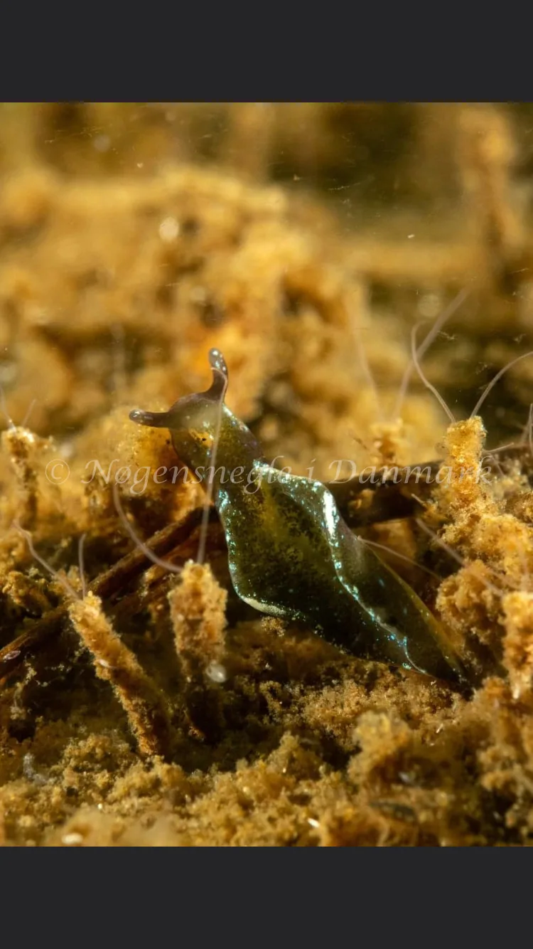 Elysia viridis - Kollund Lillestrand - Foto: Steen Absalon