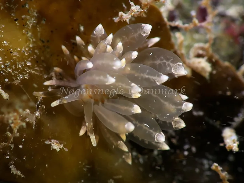 Amphorina viriola - Lyngsbo Strand - Foto: HP Ølgaard