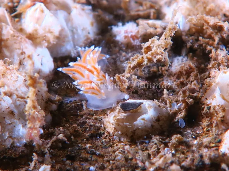 Coryphella verrucosa rufibranchialis - Søbadet Stenrev - Foto: HP Ølgaard