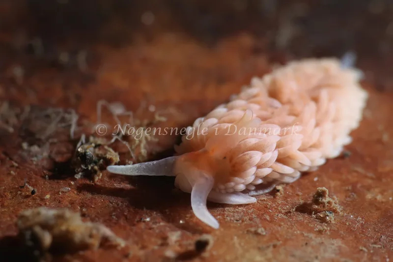 Aeolidiella glauca - Lyngsbo Strand - Foto: AnneKatrine Frederiksen