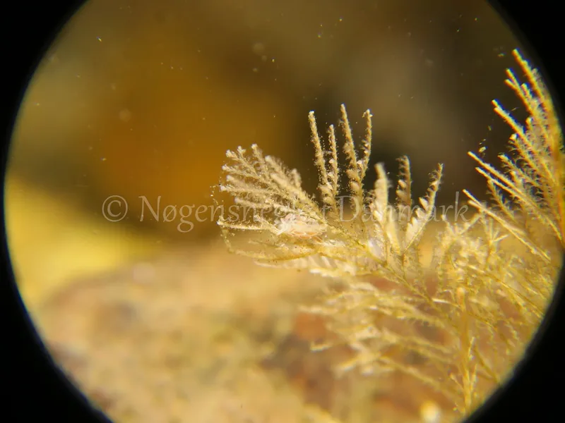 Cuthonella concinna - Søbadet stenrev, Lillebælt - Foto: HP Ølgaard