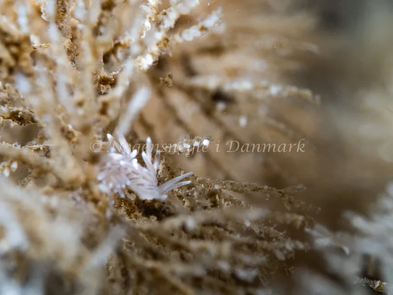 Cuthonella concinna - Ammoniakhavnen - Foto: Michael Christensen