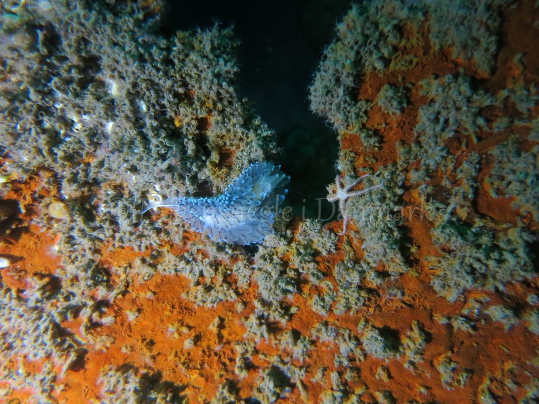 Foto: Emil Vesterager ....... janolus christatus --- www.nudibranchia.dk