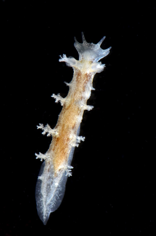 Billede af nøgensneglen Duvaucelia plebeia