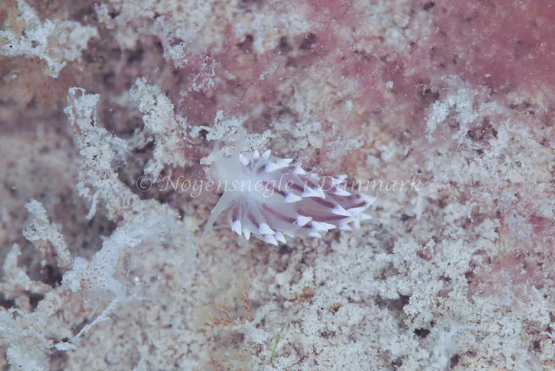 Eubranchus tricolor - Lønstrup - Foto: Ib Sørensen