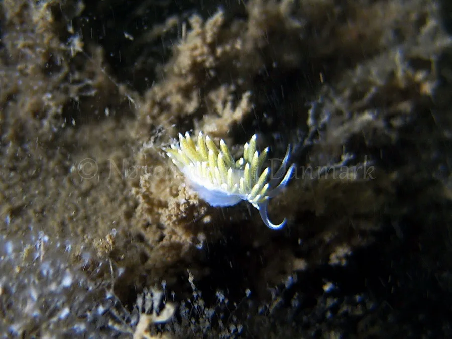 Foto: Claus Neupart ....... Cuthona concinna - www.nudibranchia.dk - Nøgensnegle i Danmark