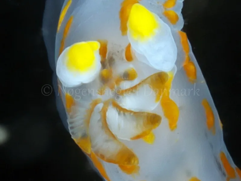 Polycera quadrilineata