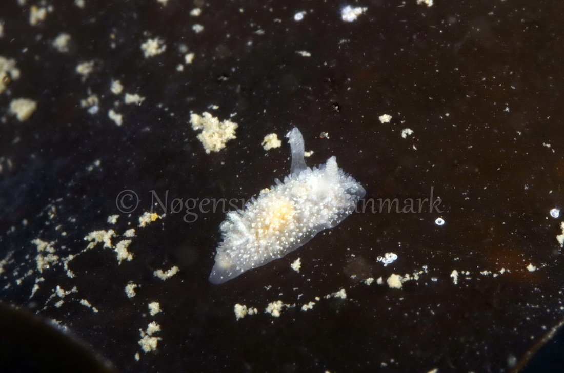 Foto: Jørn Ari....... Acanthodoris pilosa-- www.nudibranchia.dk