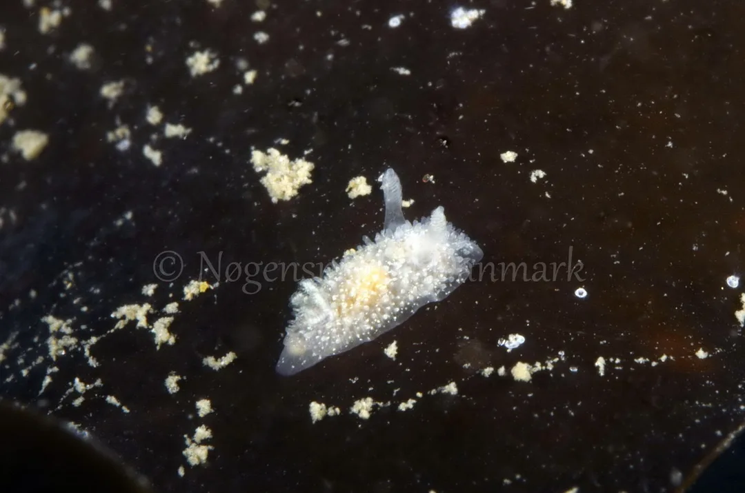 Foto: Jørn Ari....... Acanthodoris pilosa-- www.nudibranchia.dk
