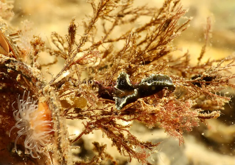 Elysia viridis - Ammoniakhavnen - Foto: Søren Skov Nielsen