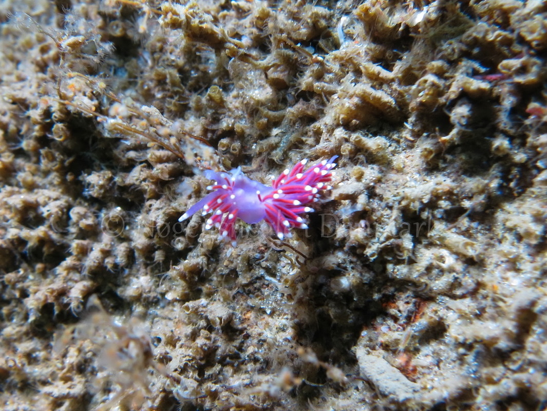Foto: Claus Neupart ....... Flabellina pellucida  -www.nudibranchia.dk - Nøgensnegle i Danmark