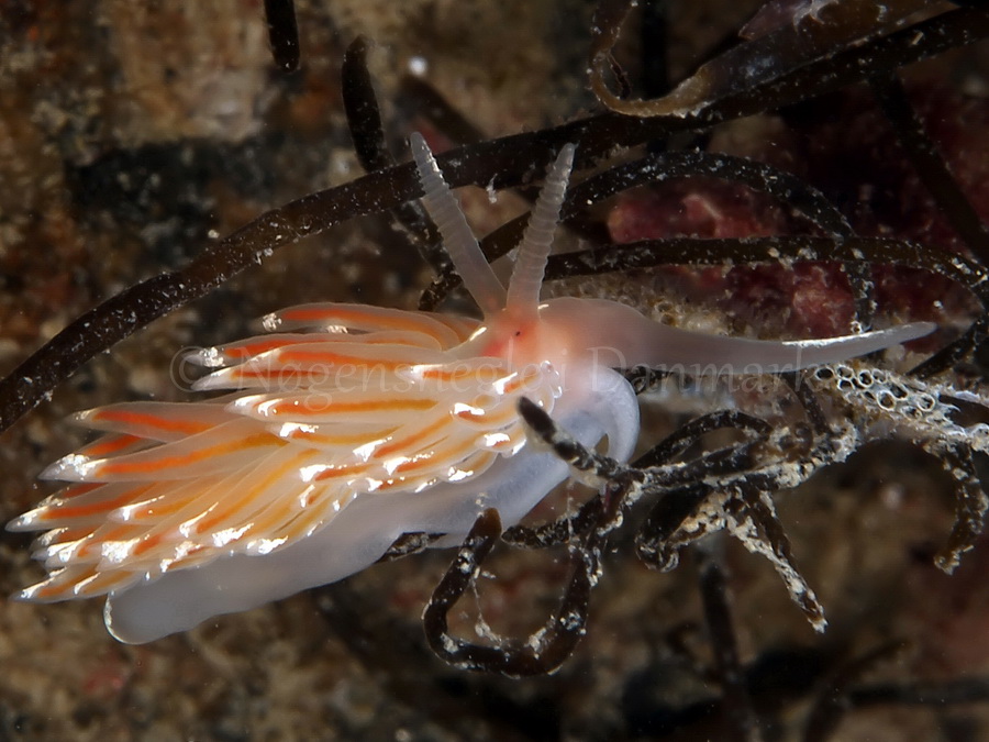 Foto: Jørn Ari ....... Facelina bostoniensis - www.nudibranchia.dk - Nøgensnegle i Danmark
