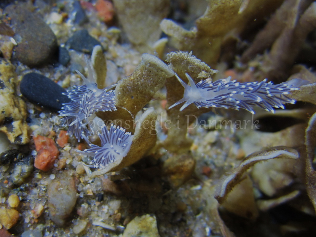 Foto: Claus Neupart ....... Cuthona concinna - www.nudibranchia.dk - Nøgensnegle i Danmark