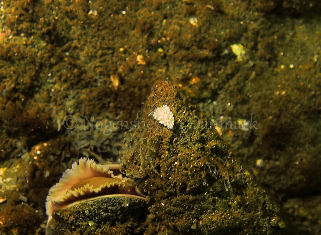 Foto: Jens Egon Jørgensen ....... Facelina bostoniensis -- www.nudibranchia.dk