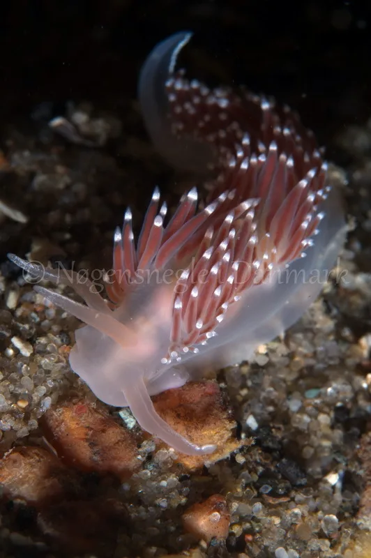 Foto: Poul Erik Rasmussen ....... Flabellina verrucosa -- www.nudibranchia.dk